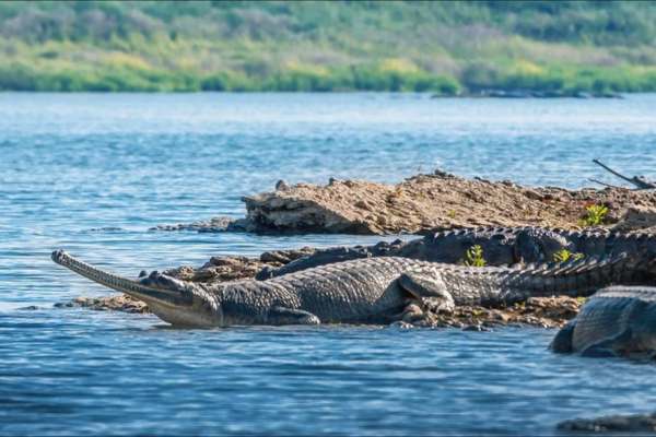 Chambal Safari Same Day Tour